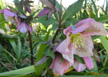 200317_helleborus2.jpg