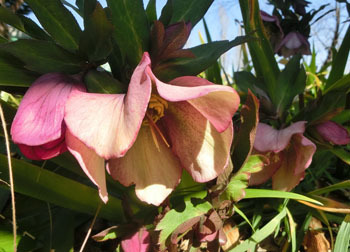 200317_helleborus4.jpg