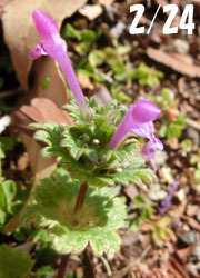 200317_hotokenoza1.jpg