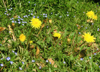 200317_tanpopo.jpg