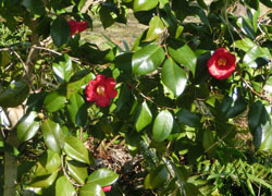 200317_tubaki1.jpg