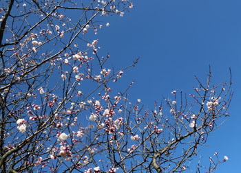 200318_bungo_u5.jpg