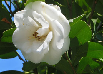 200318_tubaki1.jpg
