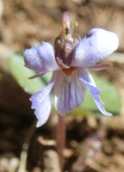 200319_tatitubo_s2.jpg