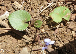 200319_tatitubo_s4.jpg