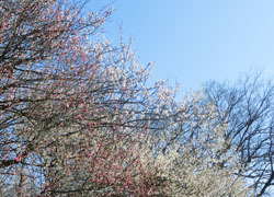 200320_ume01.jpg