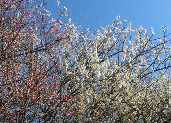 200320_ume02.jpg