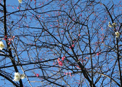 200320_ume04.jpg