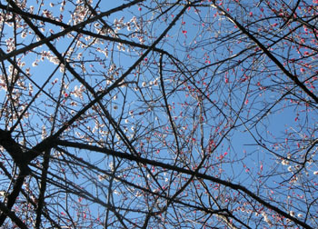 200320_ume07.jpg