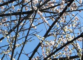200320_ume09.jpg