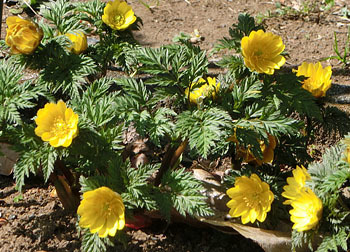 200321_fukuju_s2.jpg