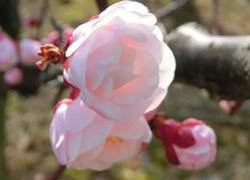 200322_bungoume5.jpg