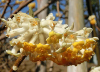 200322_mitumata5.jpg