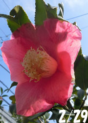 200322_tubaki1.jpg