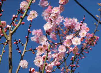 200322_ume.jpg