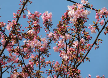 200322_ume_kawadu2.jpg