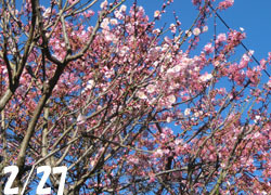 200322_ume_kawadu3.jpg