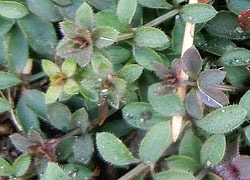 200324_mugura2.jpg