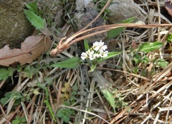 200324_nazuna1.jpg