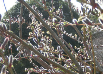 200326_inukori_y3.jpg