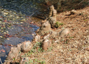 200326_rakuusho1.jpg