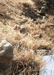200326_rakuusho2.jpg