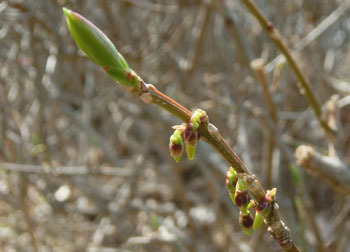 200326_rengyo.jpg