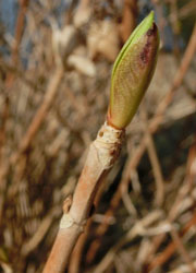 200326_s_ajisai.jpg