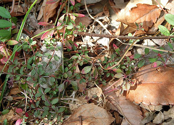 200327_h_y_mugura1.jpg