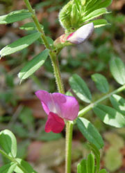 200327_karasu_endo2.jpg