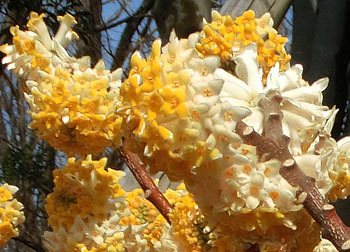 200327_mitumata2.jpg