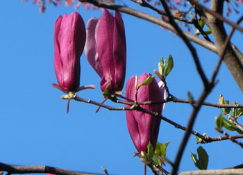200412_mokuren3.jpg