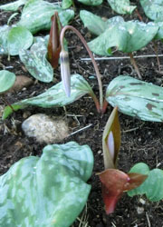200417_katakuri3.jpg