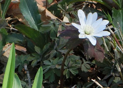 200420_azumaitige4.jpg