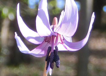 200420_katakuri8.jpg