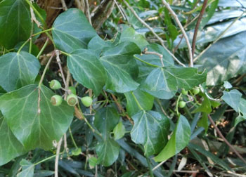 200422_fuyuduta.jpg