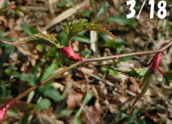 200422_momiji_i1.jpg