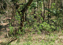200422_niwatoko1.jpg
