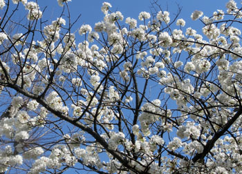 200424_sakura1.jpg