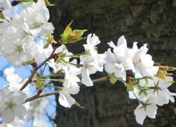 200424_sakura3.jpg