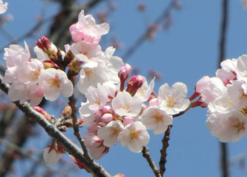 200430_sakura10.jpg