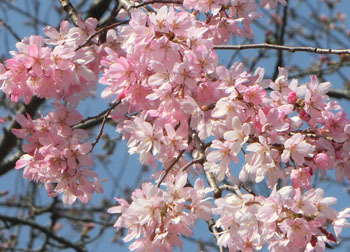 200430_sakura7.jpg