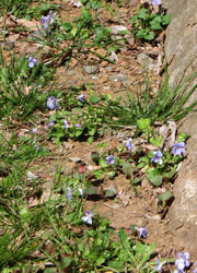 200430_tatitubo_s1.jpg