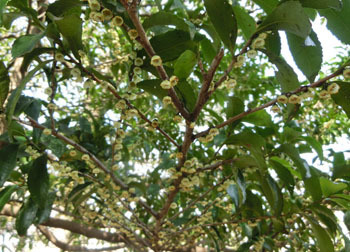 200502_hisakaki1.jpg