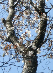 200502_y_zakura4.jpg