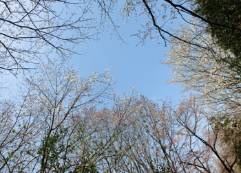 200506_sakura1.jpg