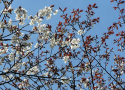 200506_sakura2.jpg