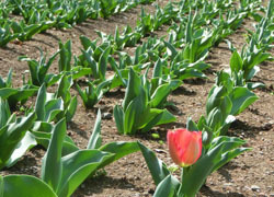 200506_tulip1.jpg