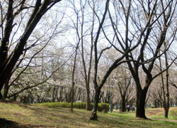 200508_park.jpg