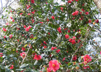 200508_y_tubaki.jpg